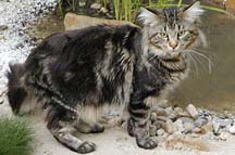 CATTITUDE: Coon cats grow large, and they grow personalities, as The Erfinator proved.