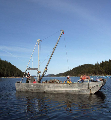Oyster boat