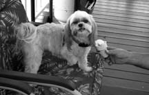 Treats welcome: Bonnie's little Shih Tzu, Scooter, is always ready for a well-earned treat!