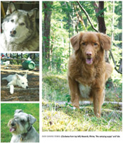 Canine Stars: Click to enlarge