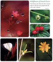 Wildflowers: Click to enlarge